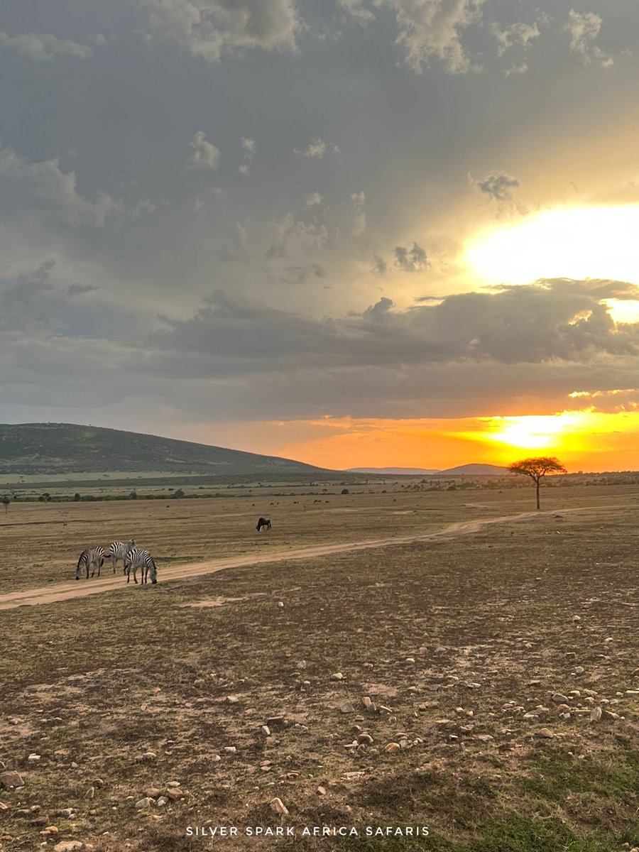 An eveining game drive with a clear sunset to mark the end of your Easter weekend. 

📸: Zebra 

Serenity ' Flora and Fauna' lifetime retreat! Amboseli National Park. 

#SilverSparkAfrica #Magicalkenya #majestic_wildlife_ #nature #marariver #wildlifeprotection #nature