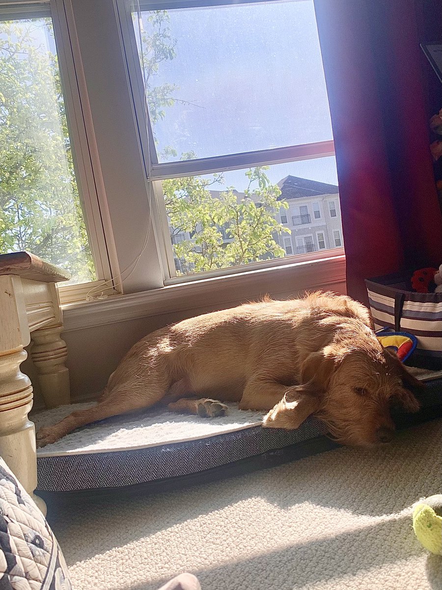 Betty Lou the Labradoodle tweet media