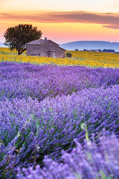 Forgiveness is the smell that lavender gives out when you tread on it. Mark Twain