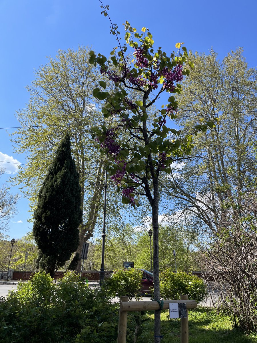 L’albero di Fra è fiorito ed è un segno di speranza. Sulle strade però si continua a morire. Serve sempre di più un piano nazionale per introdurre l’educazione stradale nella scuola: possibile non trovare uno spazio in 33 ore di educazione civica?