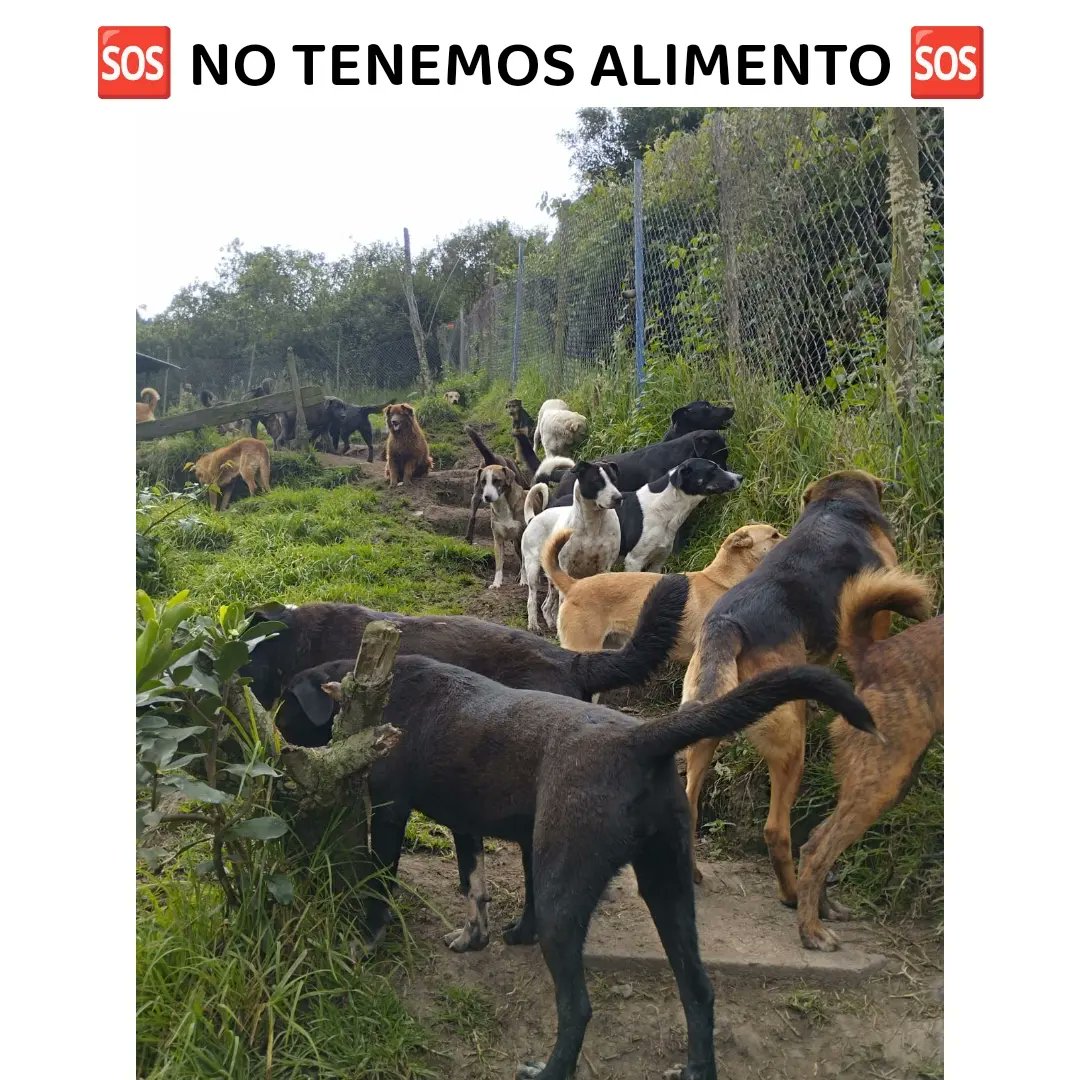 FundacionLucila's tweet photo. 🆘 NO TENEMOS ALIMENTO 🆘

Familia para hoy solo tenemos un bulto de 30kg, nuestros 245 perritos se comen 5 bultos de 30kg diarios 🥺🙏🏼.
Pedimos una ayudita para comprar alimento por favor, no pedimos grandes donaciones, todo suma y lo recibimos con mucho cariño 🙏🏼.

Recuerden https://t.co/xUVlngJy1Z