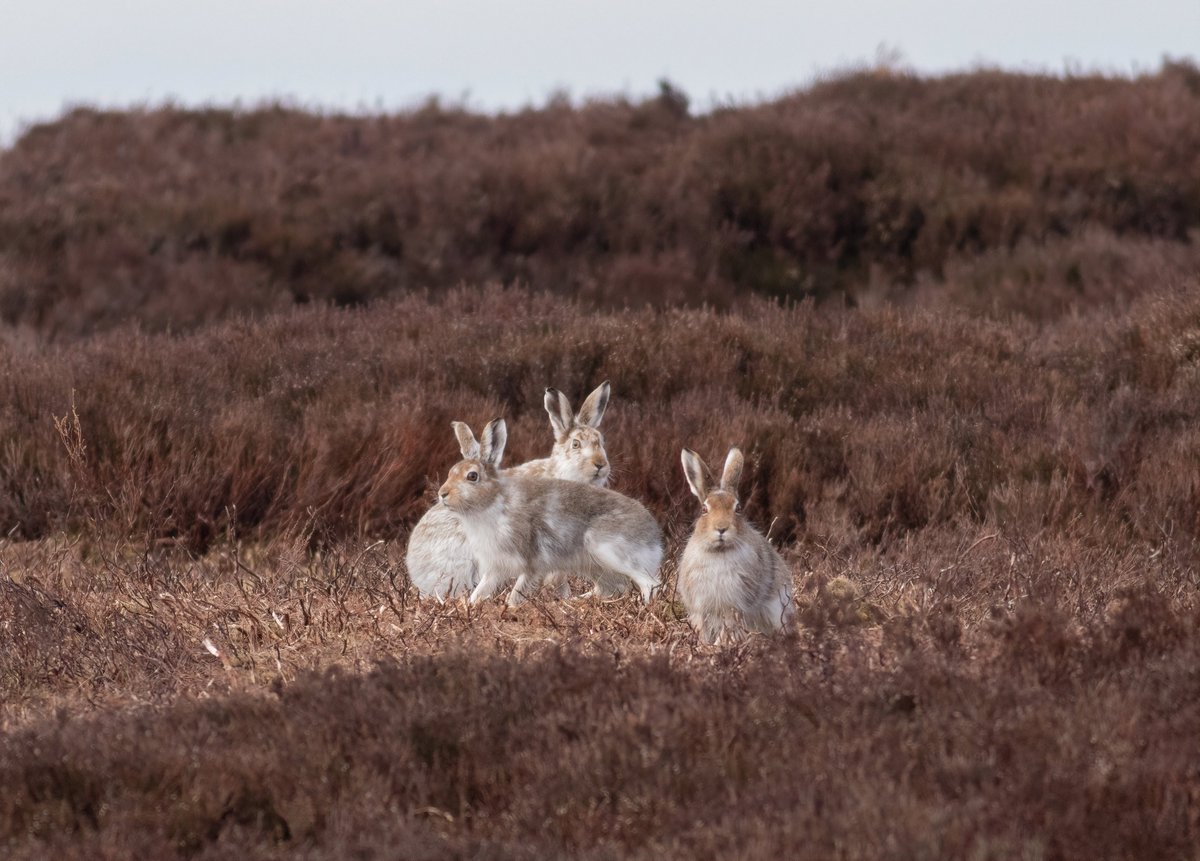 Mountain hares have been out in good numbers over the last few weeks in the Peak District #WildlifePhotographer #Wildlife #Nature #Animals #MountainHare #UKWildlife #BBCSpringWatch #NatureLovers #NaturePhotography #PeakDistrict #PeakDistrictNationalPark #VisitDerbyshire  #mycanon