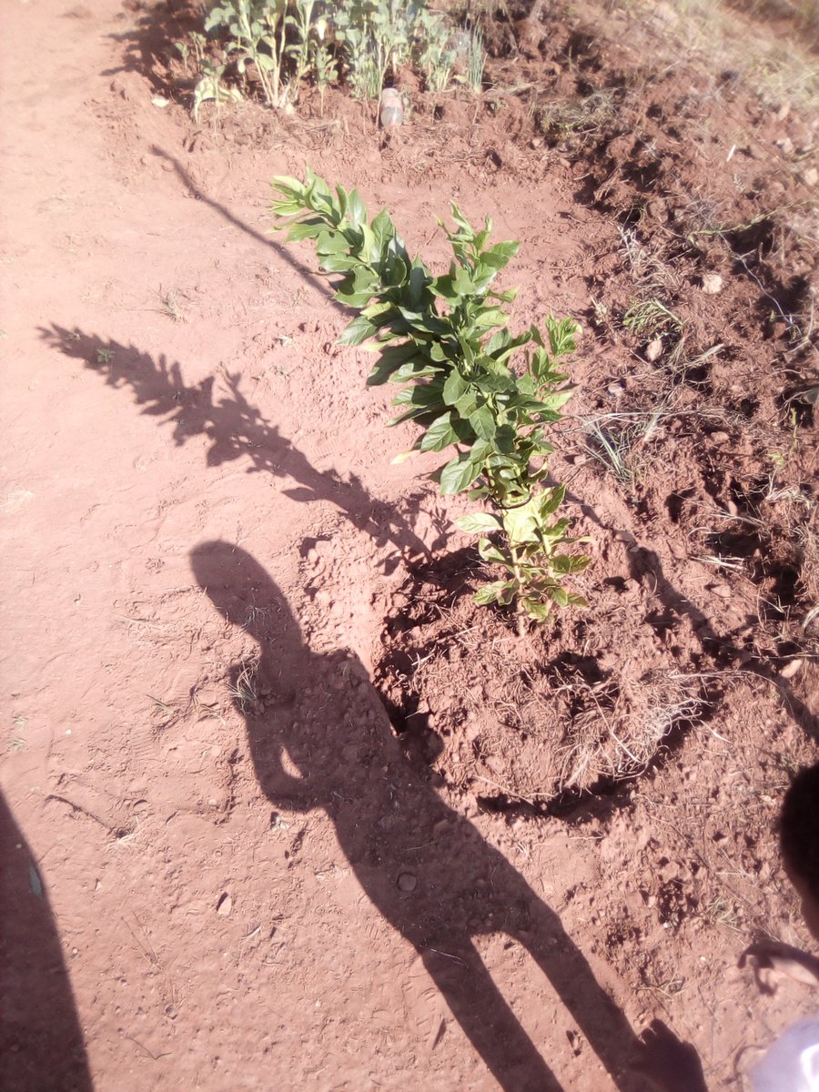 Iamnodaysoff®™🇺🇸 🇧🇼🇿🇦🐦 (@brian_elephant) on Twitter photo 