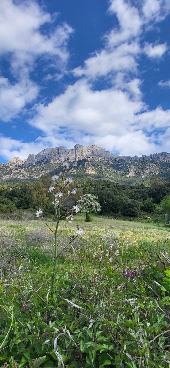Lui é sempre lí maestoso #montecorrasi #Corrasi #Oliena #Sardegna #Italia