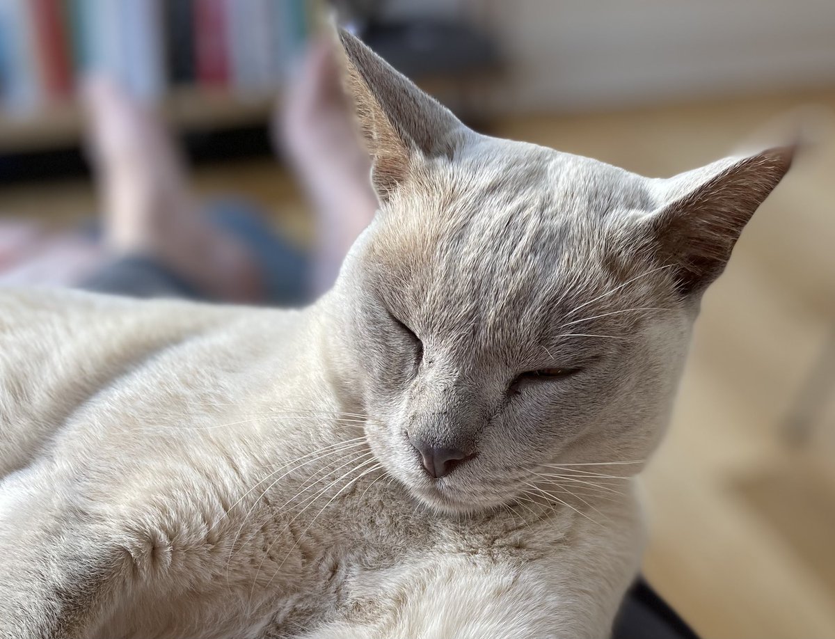 Fran Wilson 🎹🖋 tweet media