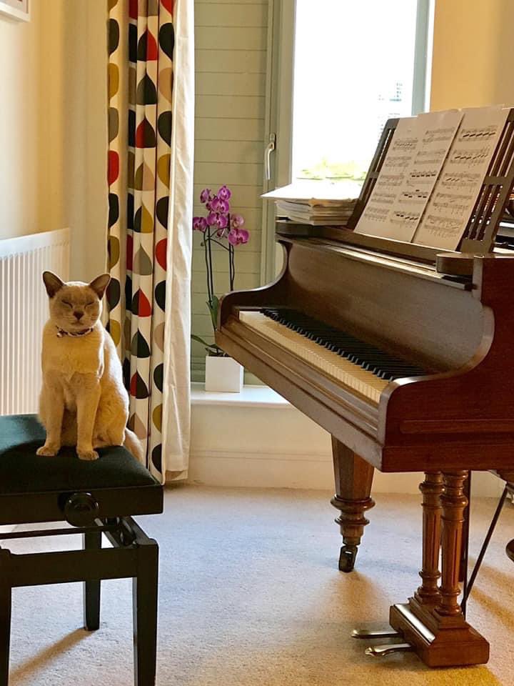 Fran Wilson 🎹🖋 tweet media