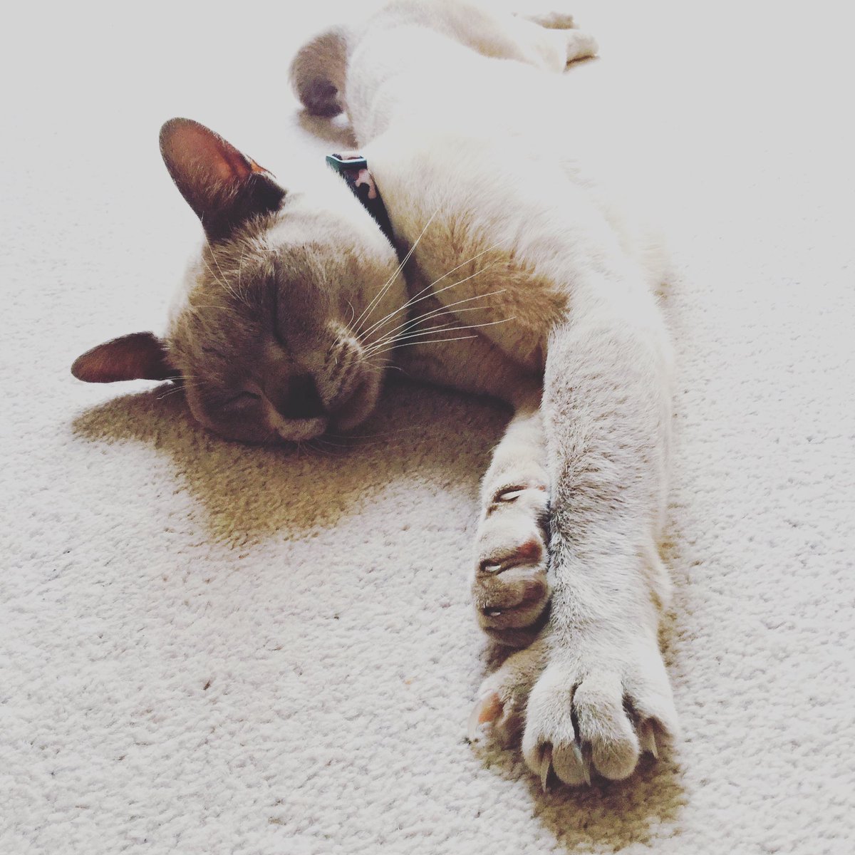 Fran Wilson 🎹🖋 tweet media