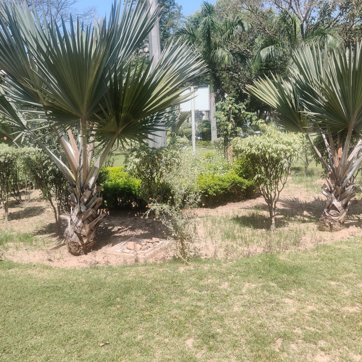mrinalgms's tweet photo. @GyaneshBharti1 @DCCNZMCD @MCD_Delhi @OberoiShelly desperate pleas r being made by B Blk Sarita Vihar residents no help except a complaint no pic below is of a park that was awarded by MCD if it perishes ull B rspnsbl @MirrorNow @JagranNews @DainikBhaskar @citizenforumsv https://t.co/Sue2Hx0Fsp