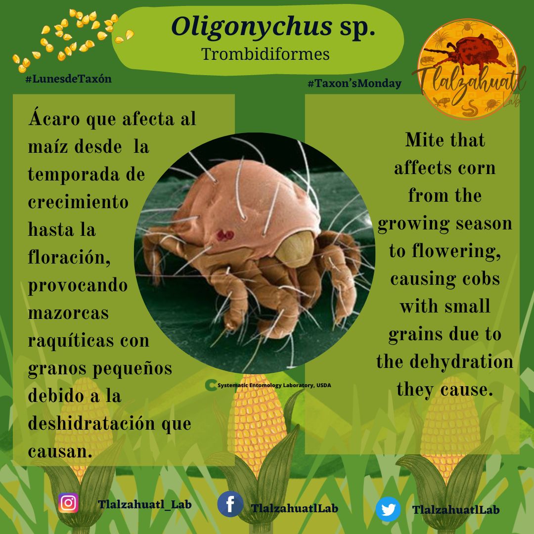 TlalzahuatlLab's tweet photo. #TaxonMonday 160
🌽🔬🕷️ Our partner @AleHermez illustrates a mite that damages corn.
- - - - -
#LunesDeTaxón 160
🕷️🔬🌽 Nuestra compañera @AleHermez nos ilustra un ácaro que daña el maíz. https://t.co/wxXd3r5Hti