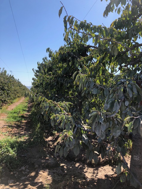 cet_thinkagro's tweet photo. 😃Buen lunes
📸Visita Técnica Red de Asistencia Digital @fpymemaule, proyecto de @Corfo ejecutado por #Thinkagro- @ingUtalca se trasladó a #SagradaFamilia
🍒En su huerto de cerezos conversamos sobre las necesidades tecnológicas de Agrícola Santa Gabriela
📩contacto@fpymemaule.cl https://t.co/KTffGq70VL
