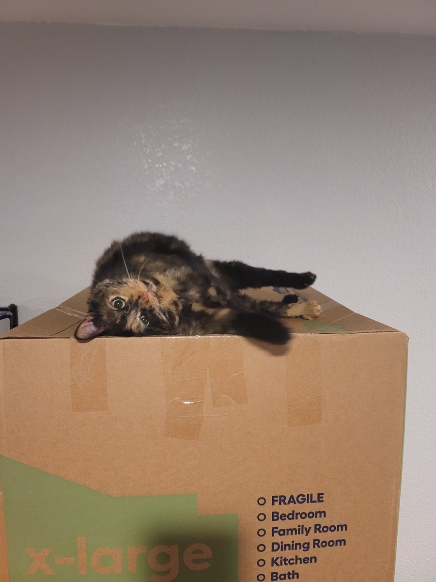 ravenboxcat's tweet photo. I love boxes #CatsofTwittter #cats #boxcat https://t.co/3WMetePE7Z