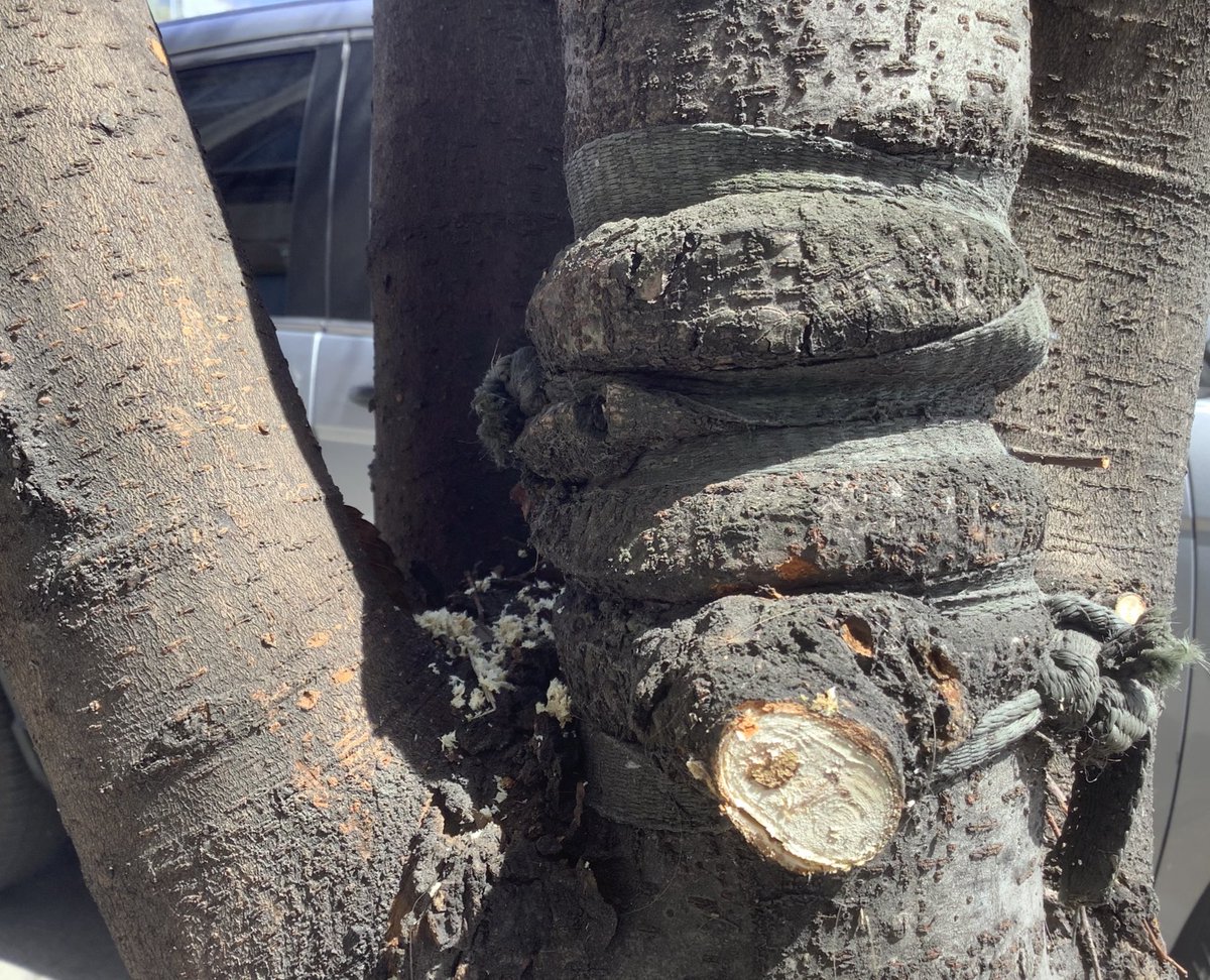 BaxterHogan's tweet photo. #Manhattan #Bronx 
#girdling

#TreesofNYC #NYC 
#treeBeds #trees
#treeEquity #streetTrees 
#stewardship #citizenpruner 

@TreesNewYork 
@NYCParks 
@GrowNYC 
@ForestforAllNYC 
@nycHealthy 
@NYCGreenThumb https://t.co/A9Y3KgG7K5