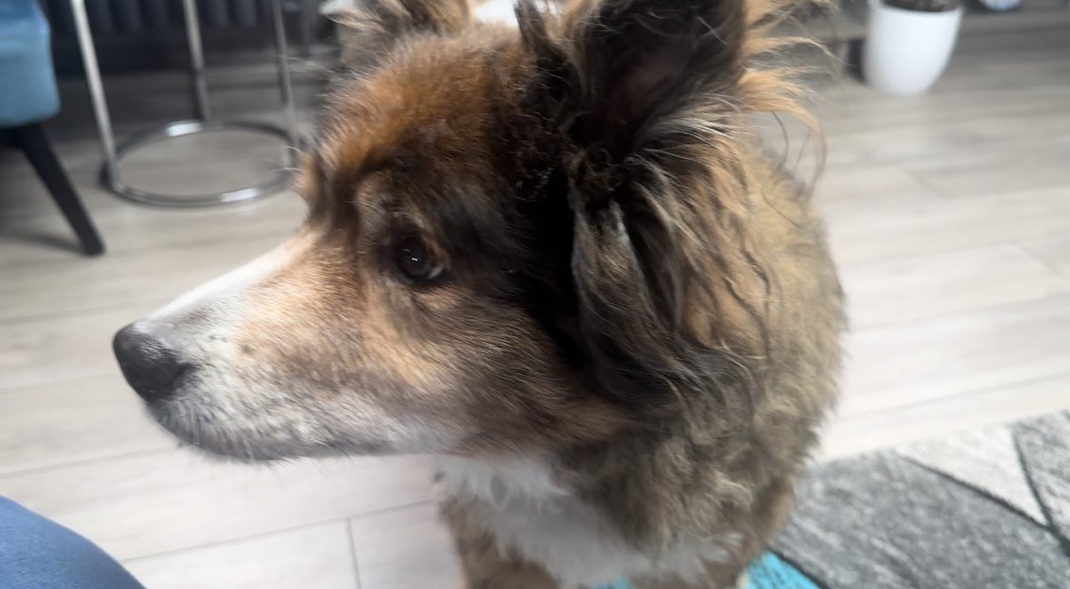 widebeamandwel1's tweet photo. Dad’s making a cheese sandwich 🥪 #boatdog #cheesesandwich #baileyboy https://t.co/gJxYantwkv