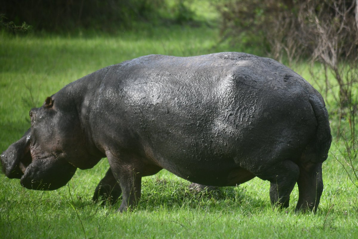 Hippopotamus in #LakeMburoNationalPark  #ugandasafari #pearlofafrica #safariuganda #Africansafari Call/whatsApp: +256752104259