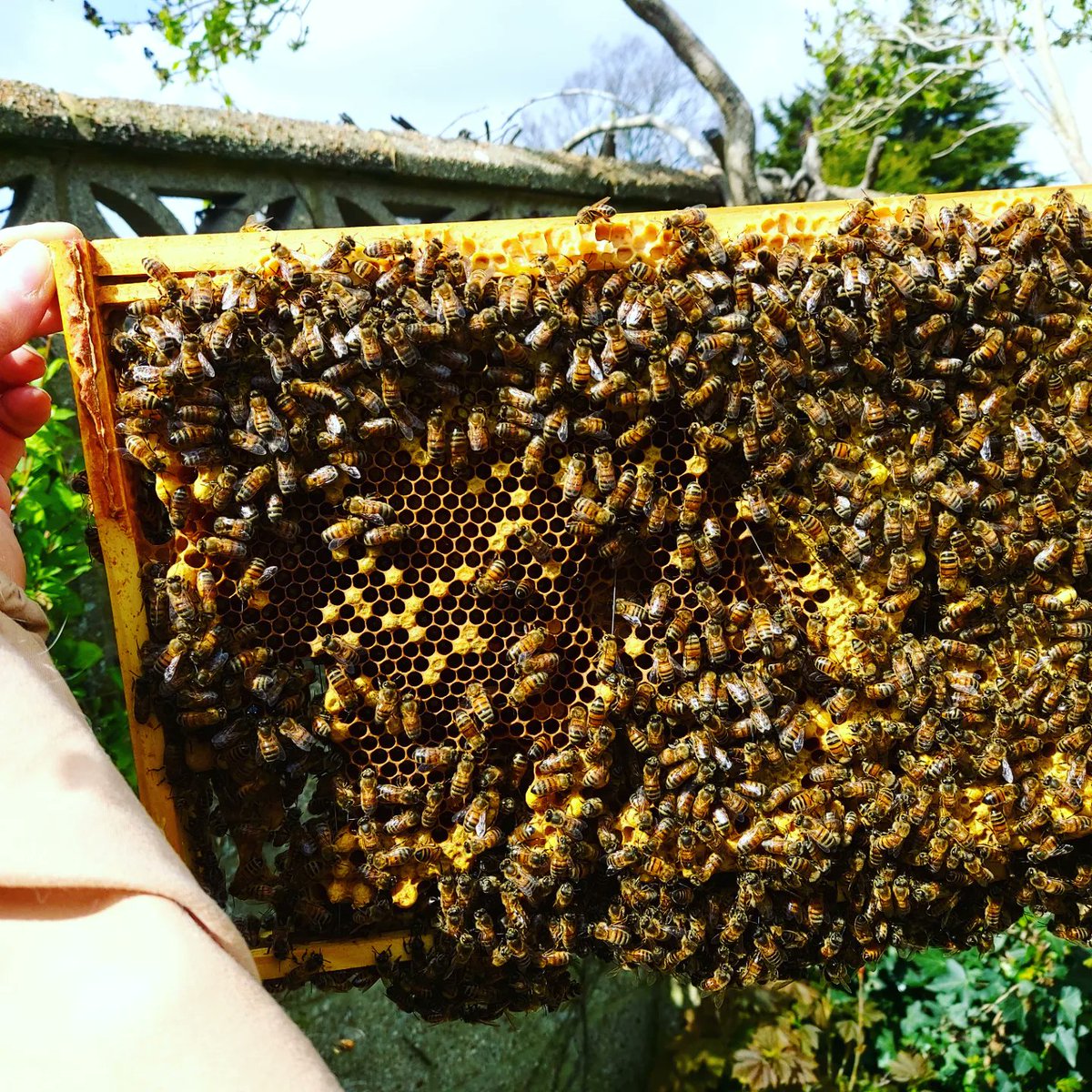 First quick hive inspection of the year! We (me and my auntie) have placed a Super (another layer/box with frames to fill with honey) on top of our brood box which is full to bursting. We also saw our queen, Claudia, and she is healthy, fat with eggs! 

#bee #savethebees #bees