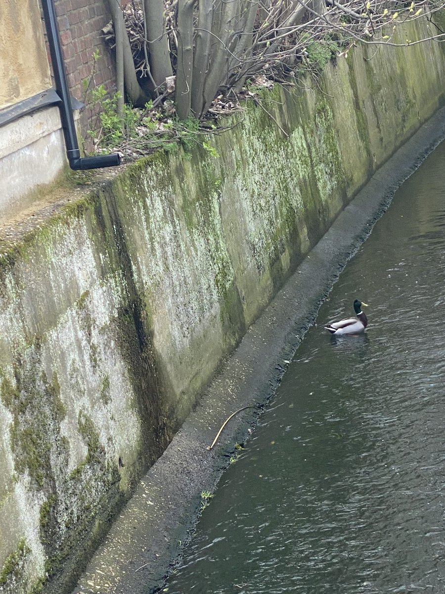 Norbury Brook Alliance tweet media
