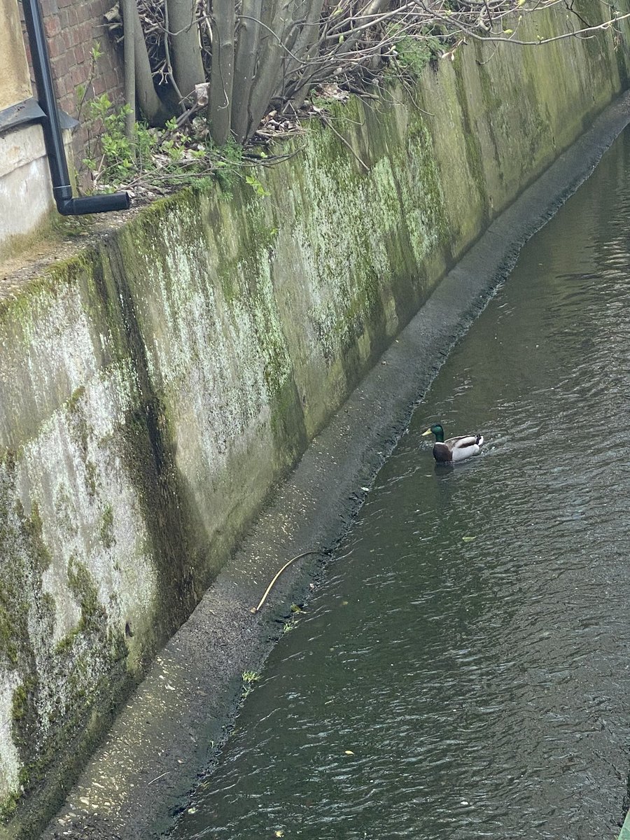 Norbury Brook Alliance tweet media