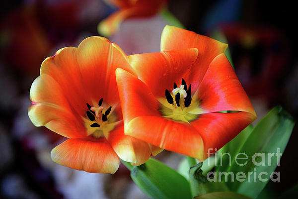 foto_ane4ka's tweet photo. New artwork for sale! - "Double Trouble" - https://t.co/zMPVWGpF0R @fineartamerica https://t.co/xuHHEMhRtM