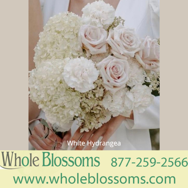 WholeBlossoms's tweet image. Hydrangea #hydrangea #hydrangealove #hydrangeaflower
wholeblossoms.com/hydrangea.html