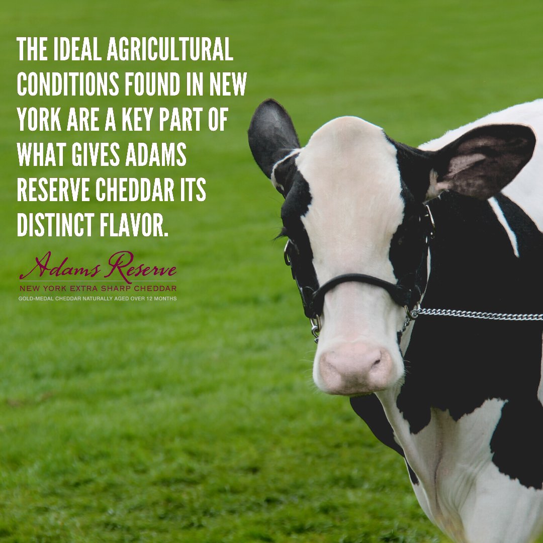 AdamsReserve's tweet photo. Who says cows don’t have social media? Here’s to all the heifers who provide the delicious milk for our natural aged cheddar. Happy Farm Animals Day!

#NationalFarmAnimalsDay #FarmAnimals #Cows #DairyCow #HappyCow #DairyFarm #Farmers https://t.co/jrCl9waFdM