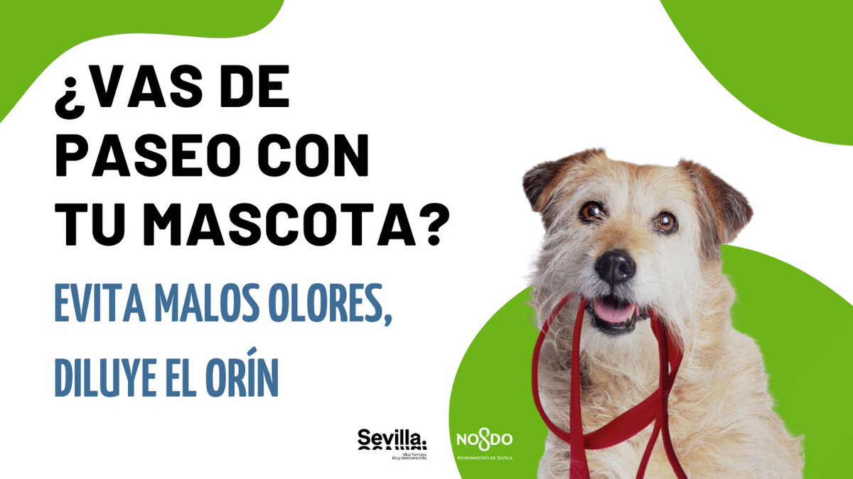Ayto_Sevilla's tweet photo. 💦 ¡Recuerda! A la hora del paseo, lleva una bolsita para los excrementos y, si es posible, una botella de agua para hidratar a tu mascota y diluir el orín. ¡Gracias por tu colaboración!
🐾 Con este sencillo gesto mantenemos Sevilla cuidada.
#CumpleTuParte #CuidaTuCiudad https://t.co/DReTJNoQiE