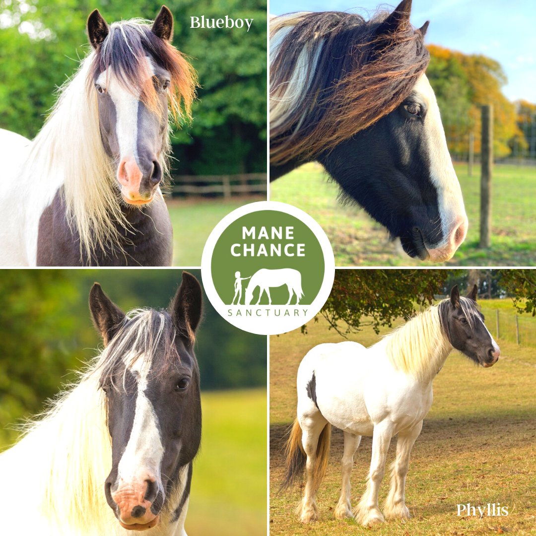 Mane Chance tweet media