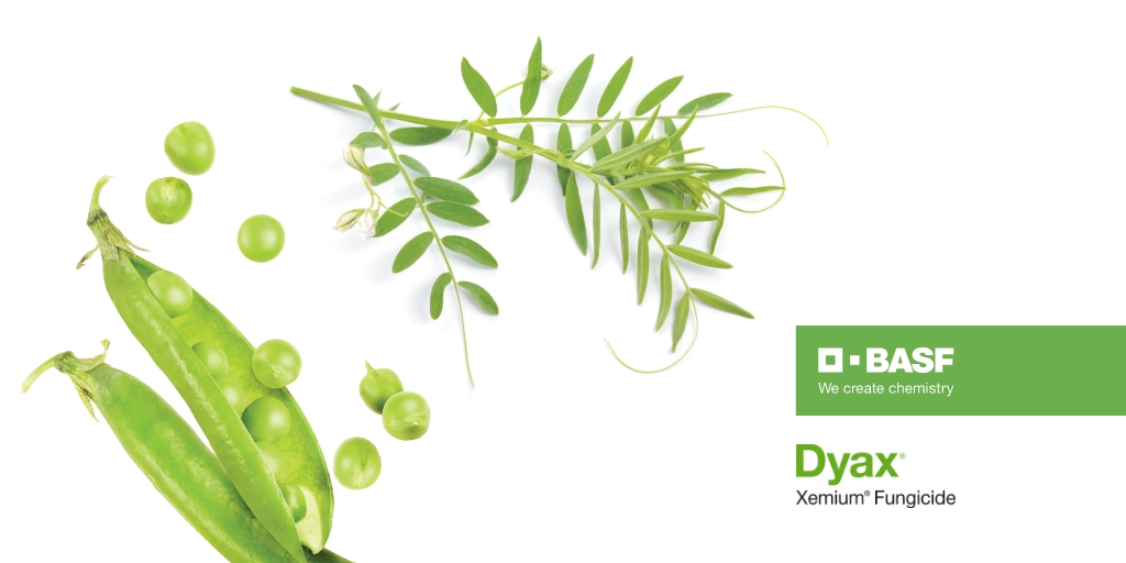 BASFAgSolutions's tweet photo. SPOILER ALERT: The X factor of longer-lasting control is #Dyax fungicide. With an increased rate of Xemium, it provides even more consistent and continuous control against early-season disease.
Learn more: https://t.co/HxsPkeFzqJ #WestCdnAg https://t.co/8yykaU8VY1