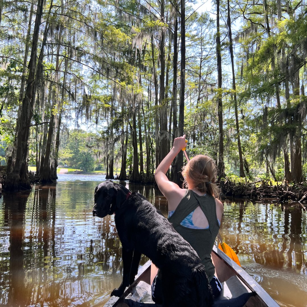TexanbyNature's tweet photo. Kayaking to another planet 🛶 Our #ConservationWrangler @CaddoLakeInst is committed to maintaining ecological, cultural, &amp; economic integrity of this natural wonder &amp; its watershed. CLI brings together organizations &amp; the community to benefit ecosystems.  https://t.co/pfqDdZfuB2 https://t.co/5fRmVjATJf