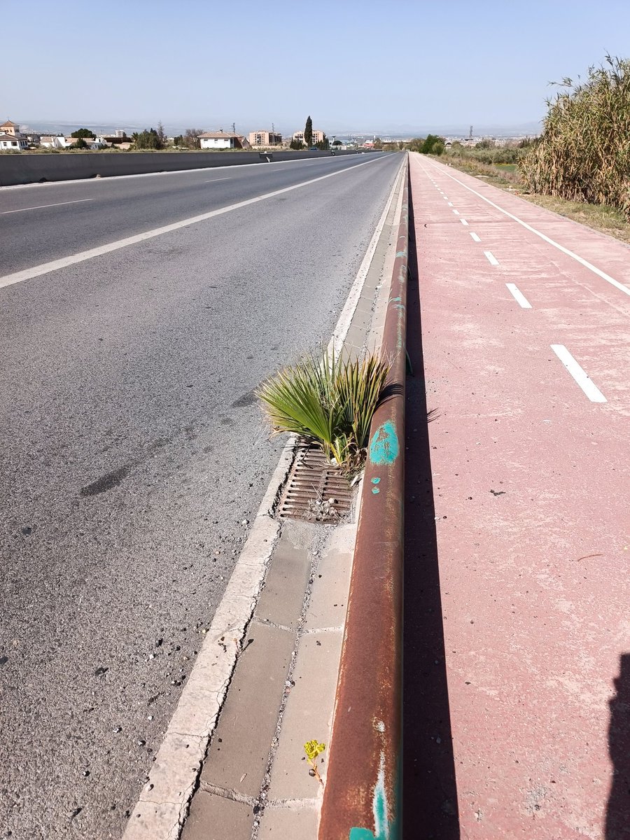 Madero34's tweet photo. Así están las alcantarillas de la carretera que une Jun con Pulianas, @JoseantonioJun @AndaluciaJunta @dipgra no se a quien le pertenece el mantenimiento pero lo pondré todos los días, a ver si ahora que vienen las elecciones las limpian.
El carril  bici también  lleno de arena. https://t.co/l9TFcWuz3f
