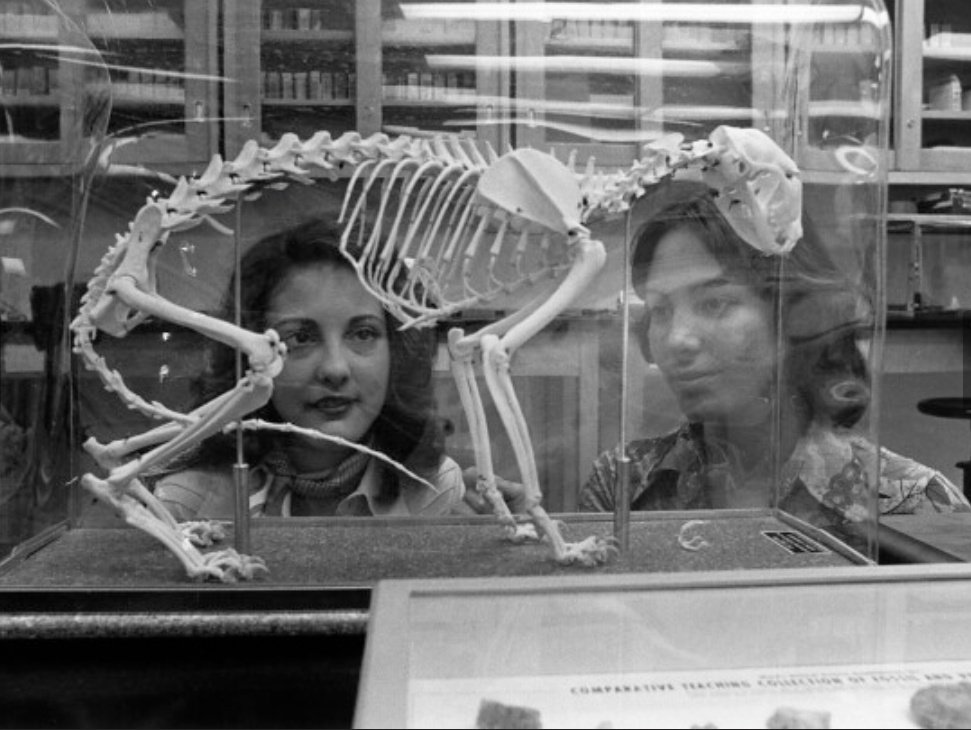 College students studying biology viewing an animal skeleton,
1977
#studytwt #student #studentlife #college #collegetwt #collegestudents #explore #70swoman #USA #America #Florida #blackandwhitephotography #rt #fyp #animal #biology #women #curiosity #70s