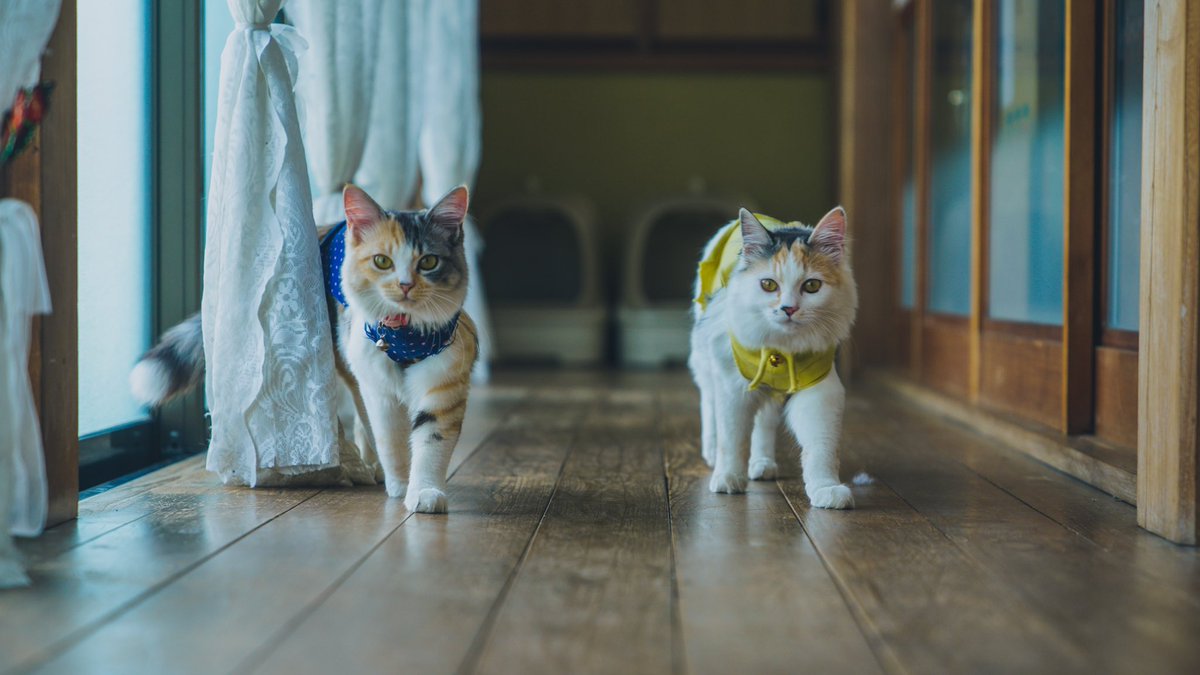 LkwInJapan's tweet photo. 🐱 https://t.co/CnfAu1WrzS