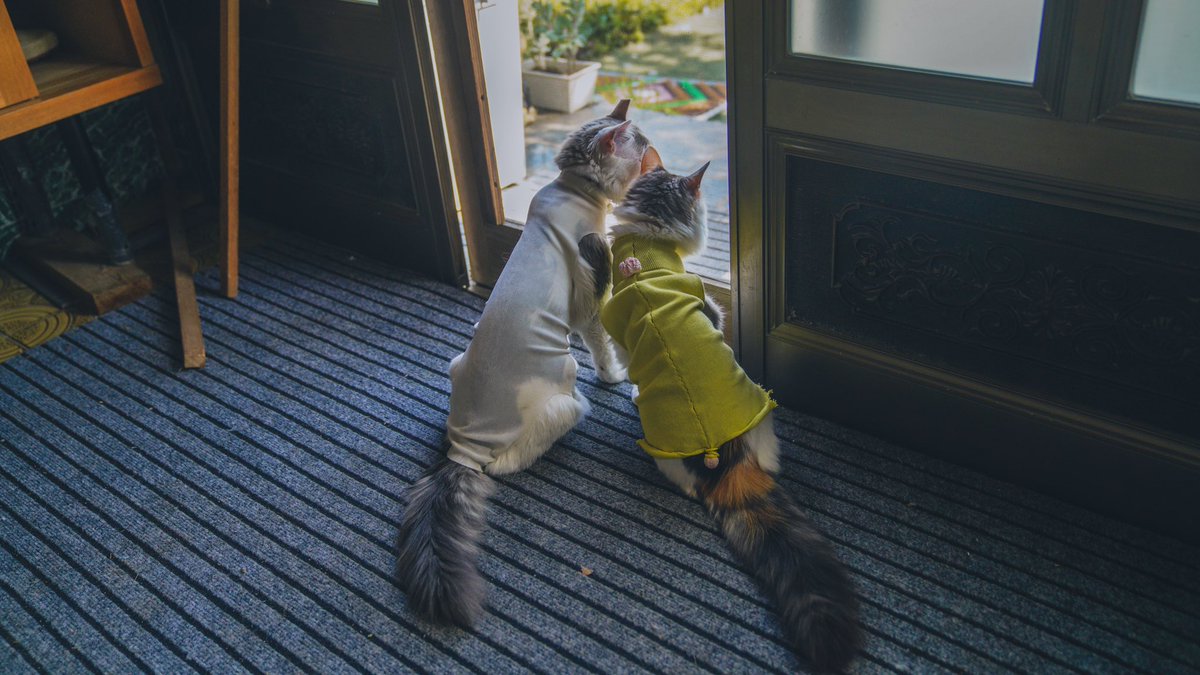 LkwInJapan's tweet photo. 🐱 https://t.co/CnfAu1WrzS