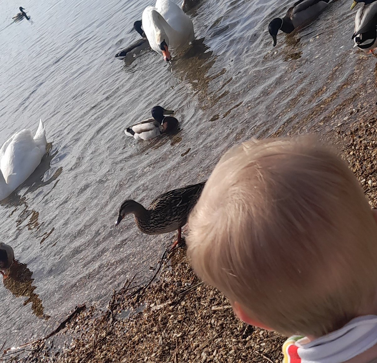 DadsTweetDiary's tweet photo. Duck feeding. https://t.co/mrPxACdUHm