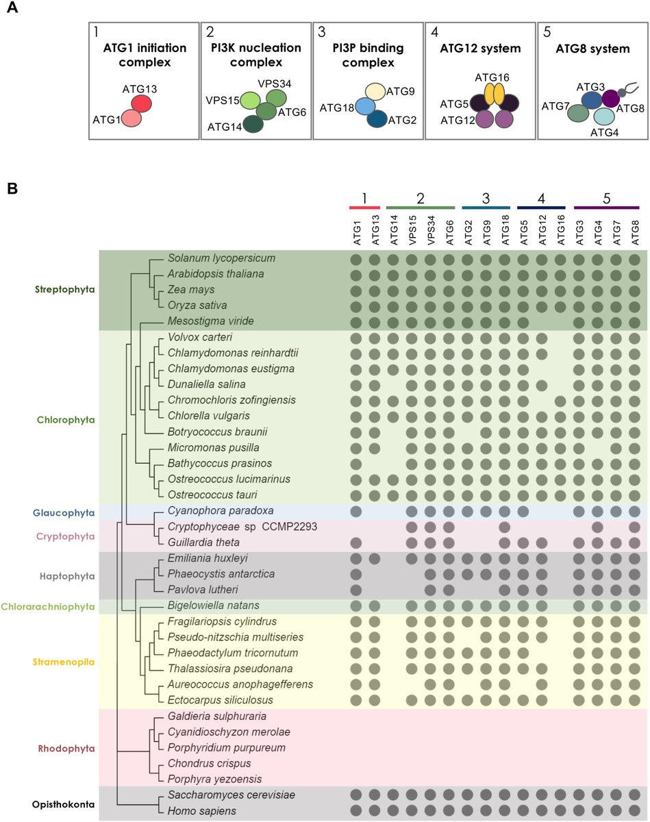 Glad🐞to share our last paper on #autophagy in #FRBM! Have a look👇 if you want to know more about the ATG8 lipidation system in #microalgae. #ATG8 #ATG4 #ATG3 Thanks a lot <a href="/mjmallen/">M.Jesús Mallén Ponce</a> <a href="/GamezSami/">sami gámez</a> <a href="/ChlamyAutophagy/">Crespo lab</a>! <a href="/IBVF_Sevilla/">IBVF</a> <a href="/CSICAndalExtrem/">CSIC Andalucía y Extremadura</a> <a href="/CSIC/">CSIC</a>  
doi.org/10.1016/j.free…