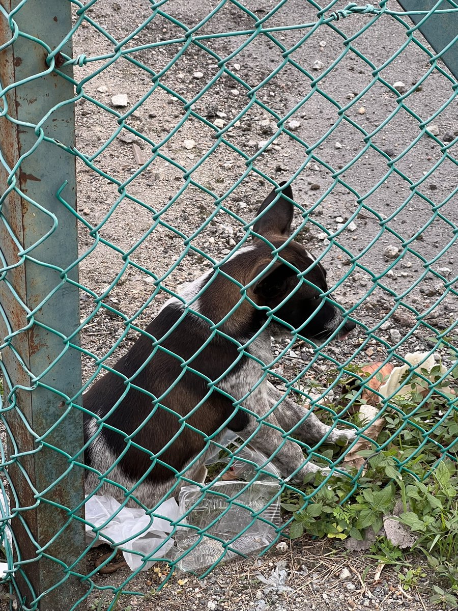 _Eshman17's tweet photo. Dear @Tenaga_Nasional, 
There is this little puppy stuck at one of your Stesen Suis Utama at MRT Sri Raya. I think someone must’ve been feeding this puppy but he really needs to come out of that place. Please do whatever you can within your power asap, thank you! https://t.co/CqH29ftsBT