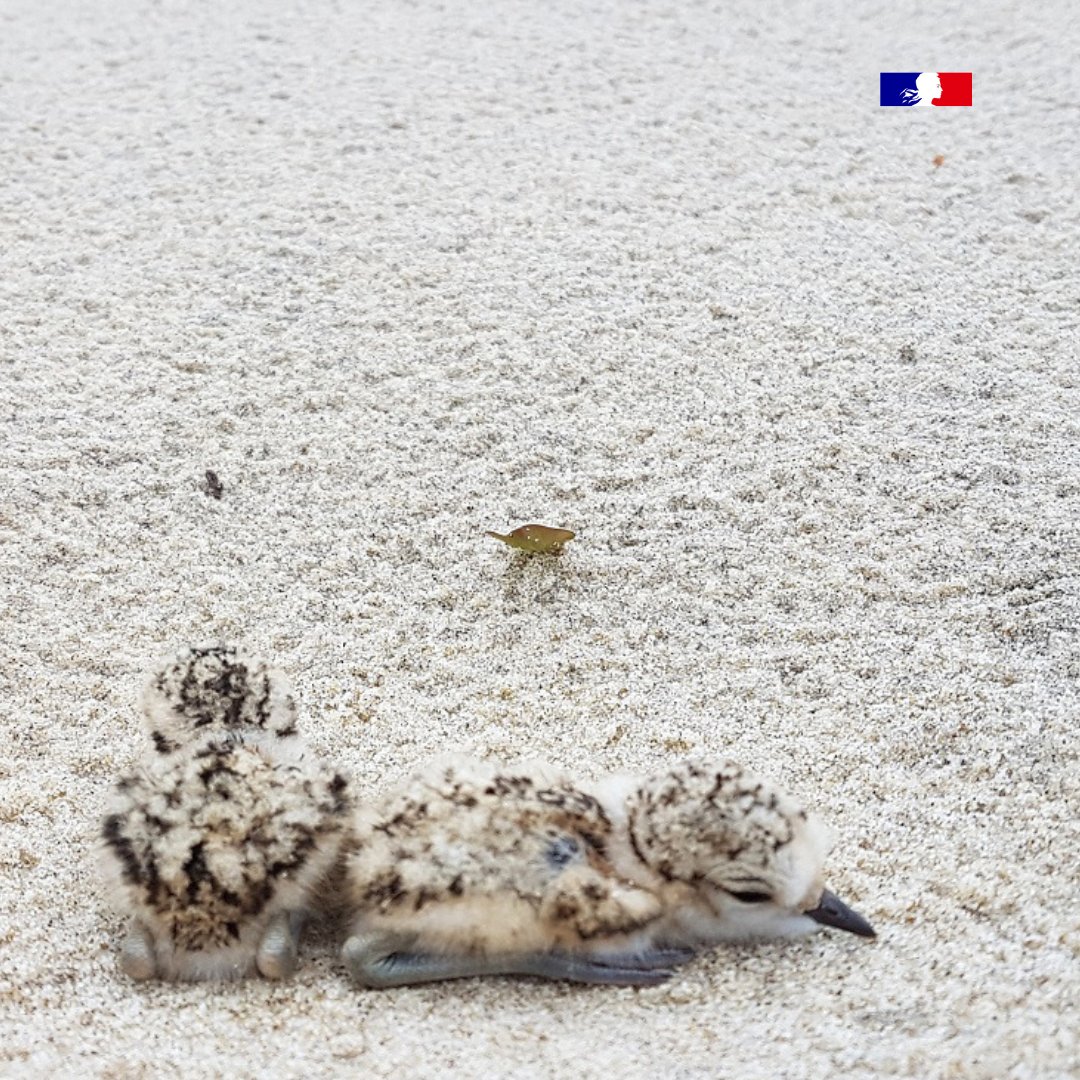 🐣🥚Opération 2023 "Attention, on marche sur des œufs !"
Au printemps, la plage🏖️ abrite de nombreuses espèces d'#oiseaux protégés qui viennent pondre. L' #ONF et ses partenaires se mobilisent pour sensibiliser les promeneurs. ©OFB ;ONF
👉 loom.ly/7Abfu34 
#biodiversité