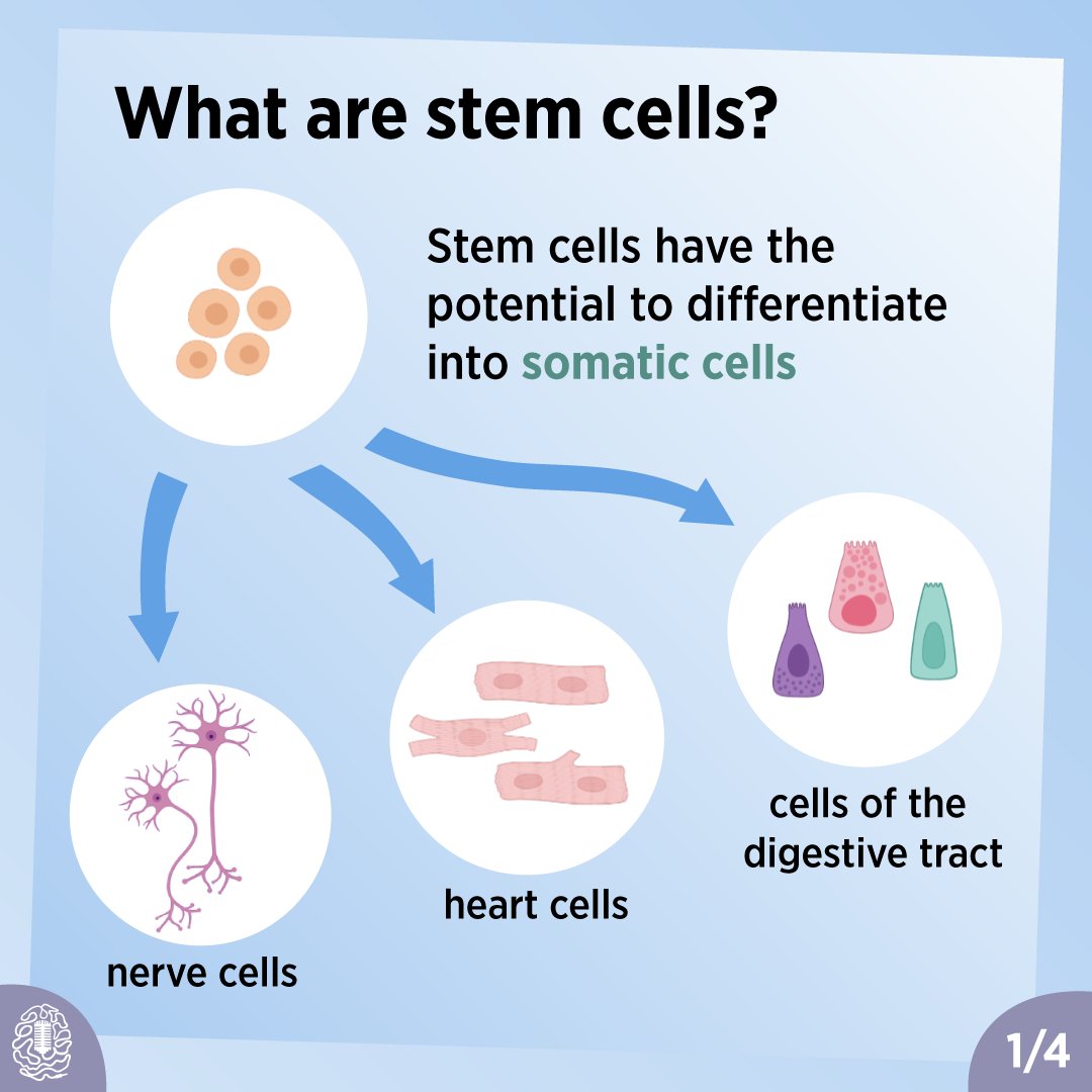 neuro_beyond's tweet photo. Wanna know how to grow #neurons in a dish? In our next episode we'll ask this question to Dr. Patapia Zafeiriou - an expert for #stemcell biology and #organoids🧠 What are #stemcells? (1/7) https://t.co/AbRjgwgtZz