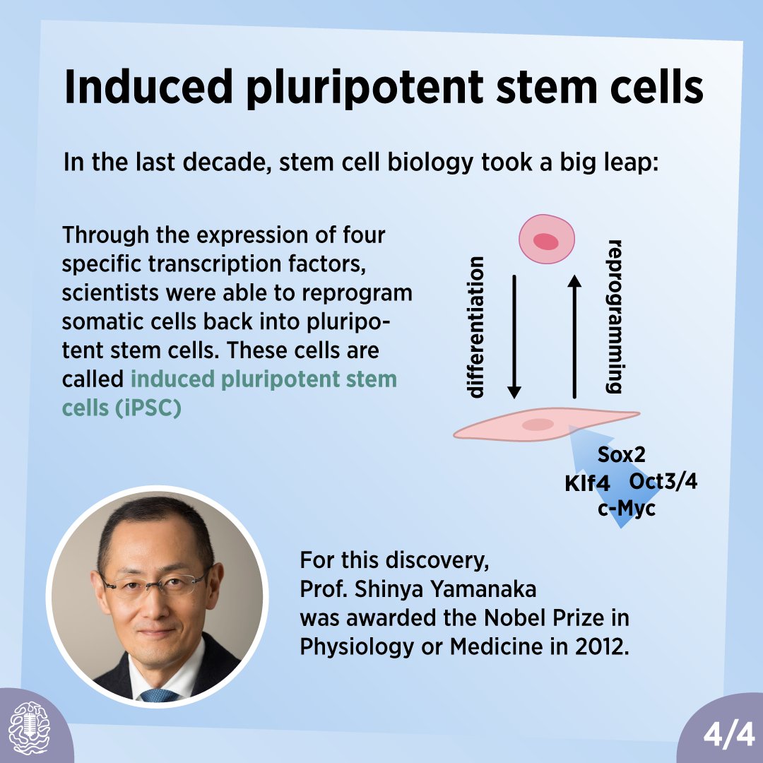 Wanna know how to grow #neurons in a dish? In our next episode we'll ask this question to Dr. Patapia Zafeiriou - an expert for #stemcell biology and #organoids🧠 What are #stemcells? (1/7)