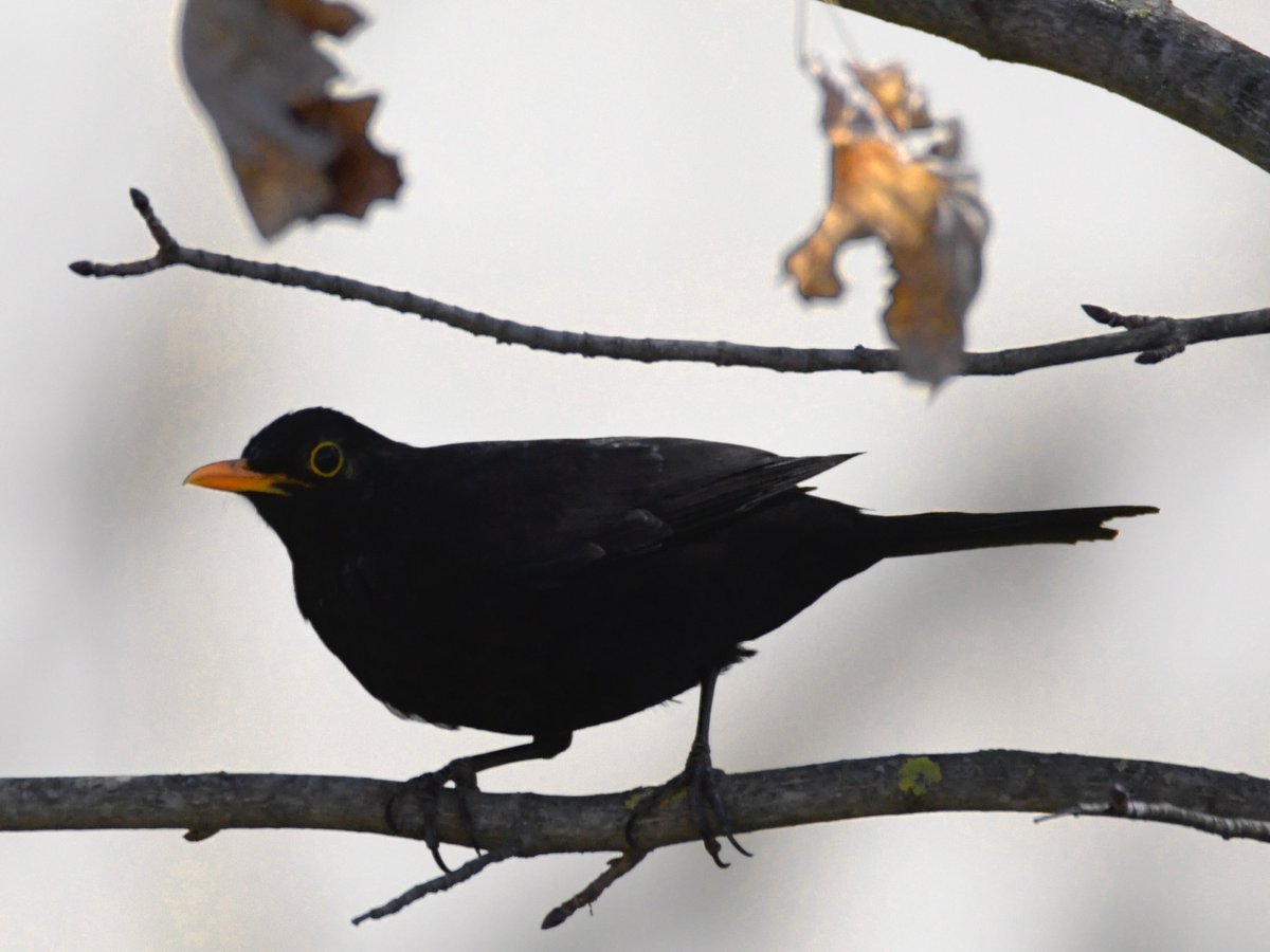 canmuixons's tweet photo. La merla comuna (Turdus merula), és un membre de la família dels túrdids. Semblant a l’estornell, amb un bec taronja i plomatge negre, però més petit i un ull taronjós com el bec inconfusible. #merla #fotografiaocells #ocellscatalunya #bisaura #besora https://t.co/FtwejsKriz