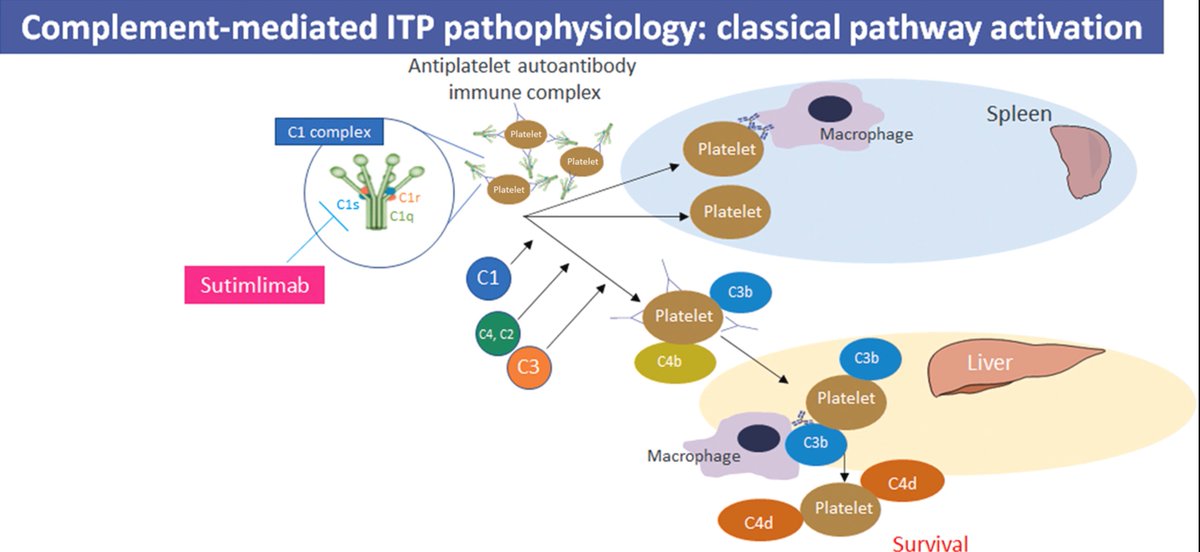 This is interesting, not only because we may have a new class of drug for #ITP, but because it points to involvement of complement in its pathophysiology. Sutimlimab is a selective C1s classical Complement pathway blocker. tinyurl.com/bdde69m9