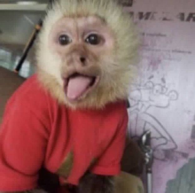 reyrapp's tweet photo. pra conversar comigo tem que aguentar muitas figurinhas de macaquinhos https://t.co/AeyCDn3UdN