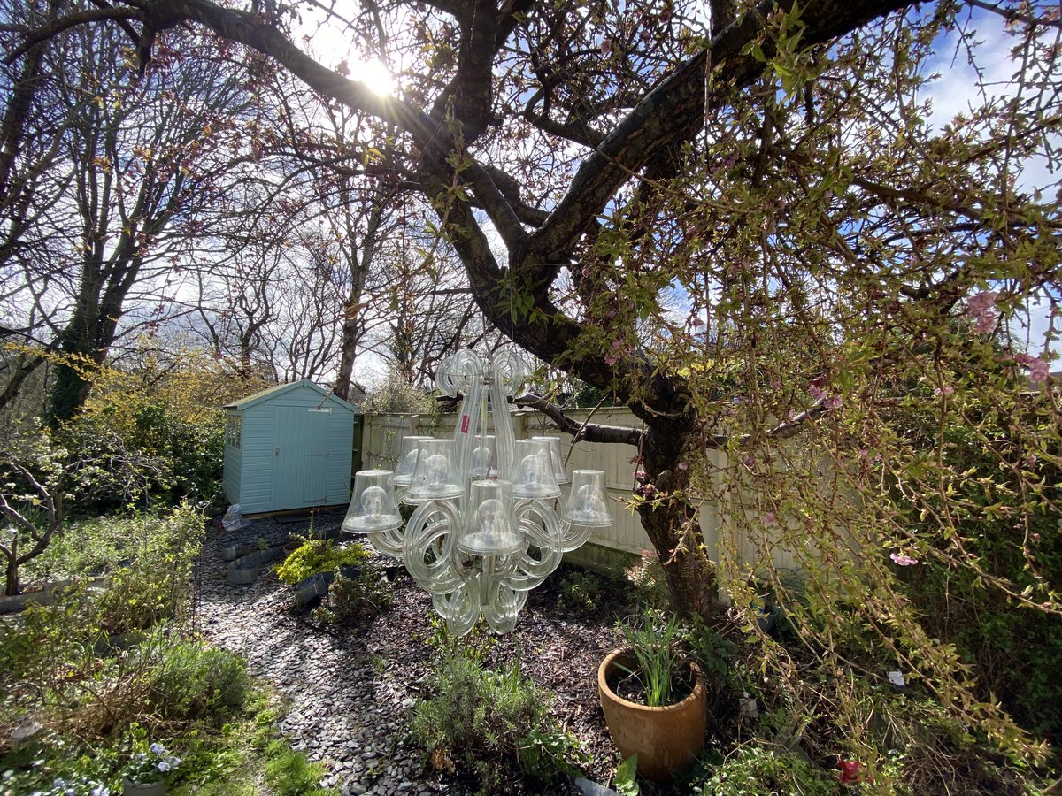 Day in the life of a much-cherished #blossom tree