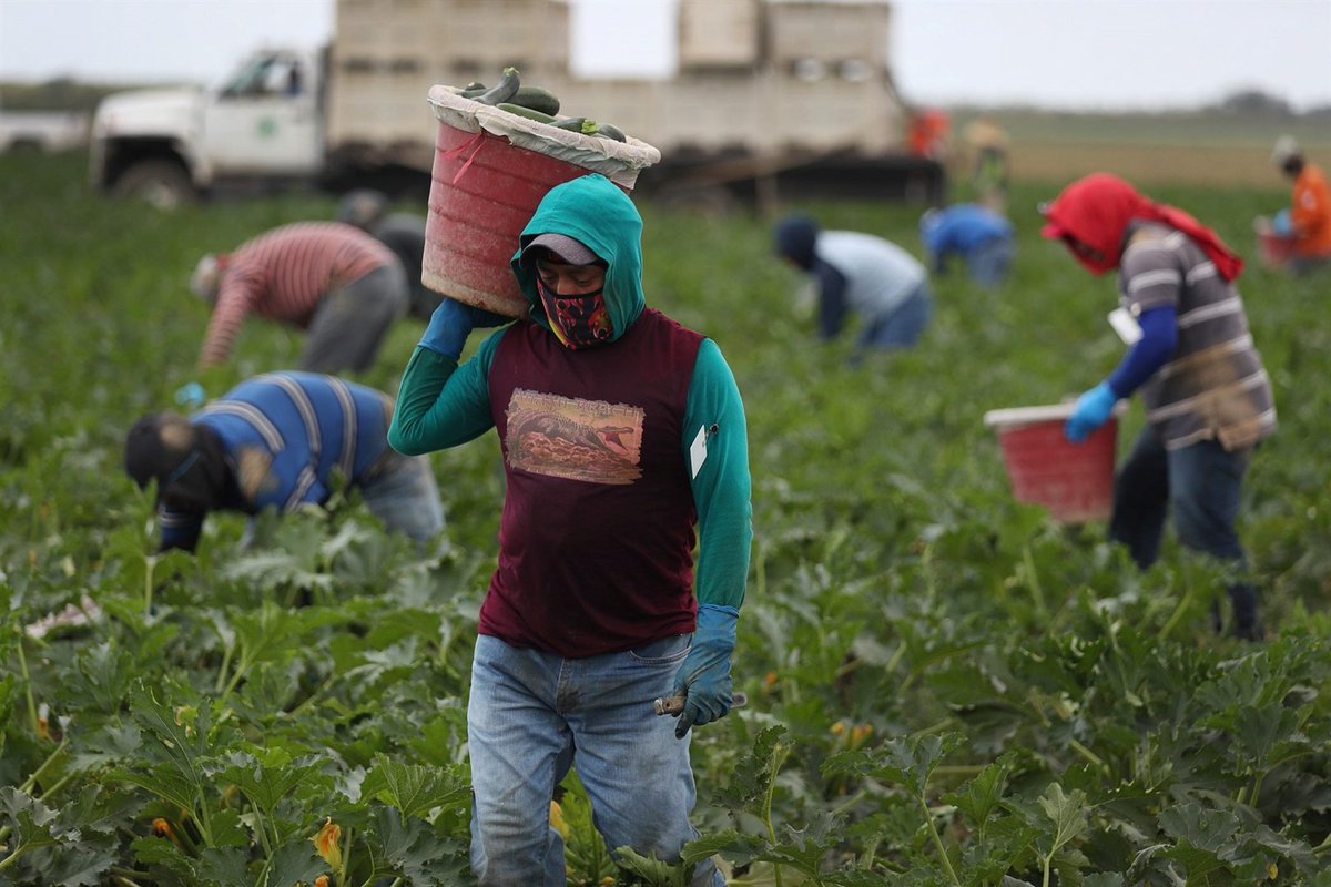 ISephara's tweet photo. The wine industry in the Western Cape hires over 700 Zimbabweans. Wineries with huge capital like Robertson's, Krone, Simonsig, JC Le Roux, Drosty-Hof, etc. all thrive on cheap foreign labour. They could possibly be funding the Hellen Suzman foundation against the ZEP termination https://t.co/cOxY5ln0Ne