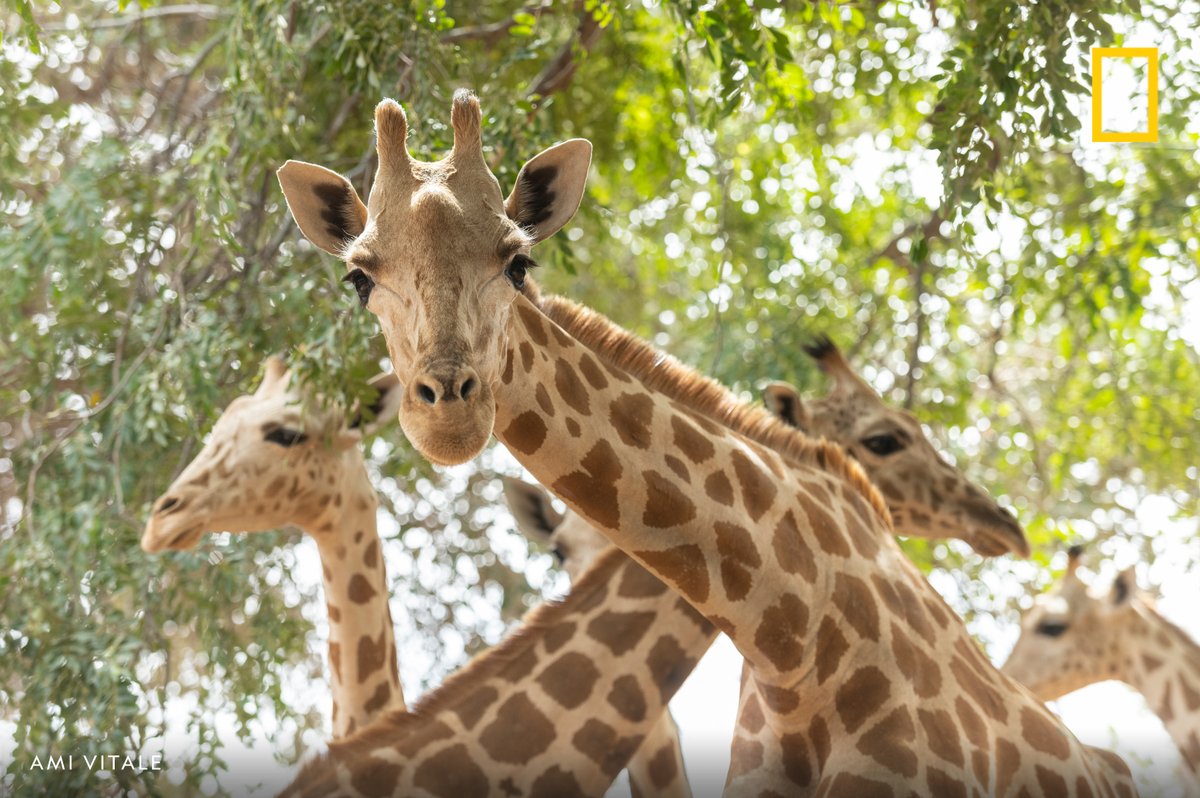 West African giraffes browse in the Giraffe Zone, a government-defined region where giraffes and humans co-exist in Niger.