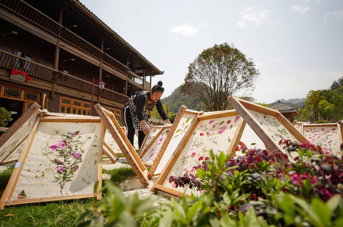 DiscoverGuizhou's tweet image. Danzhai is famous for the national intangible cultural heritage item, traditional #papermaking. Local papermakers sealed flowers🌸 and grass🌱 in the papers, trying to retain the spring, and that makes it an eye-catcher in the #tourism industry.#SpringinChina #FlowersinGuizhou
