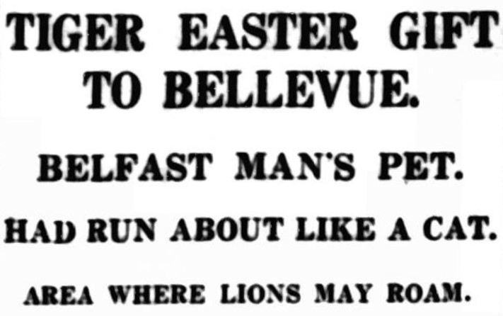 BelfastBTW's tweet photo. An Easter-themed post from 1936. A #Belfast engineer presents a tiger called Tim to Bellevue Zoological Gardens. 🐯 #BelfastHistory @BelfastZoo 

https://t.co/kaCh4nDmRK https://t.co/xdISmcSGXC