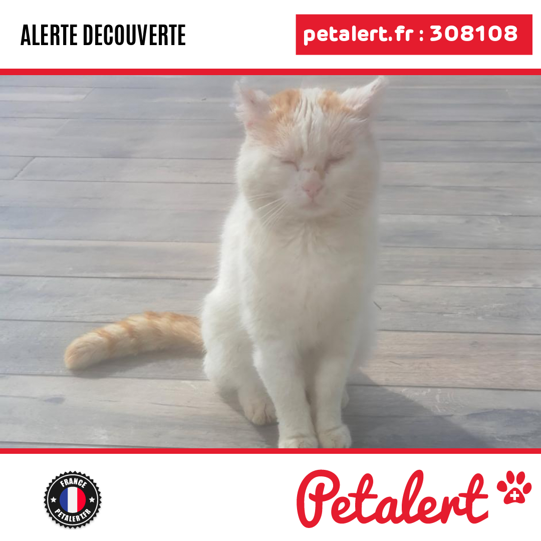 Trouvé #Chat #Marne #SaintEtienneSurSuippe #Petalert  #PetAlert51 / p3t.co/TrP82