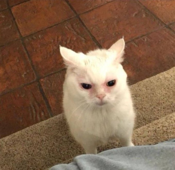 Buenos días, has dormido bien?

Yo: