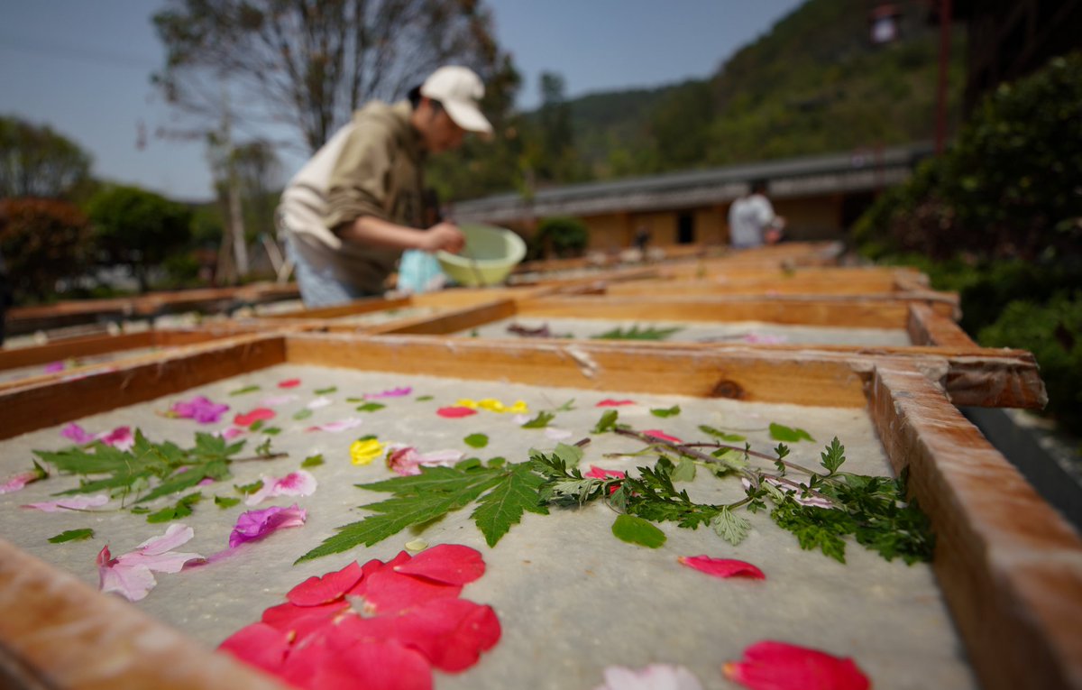 DiscoverGuizhou's tweet image. Danzhai is famous for the national intangible cultural heritage item, traditional #papermaking. Local papermakers sealed flowers🌸 and grass🌱 in the papers, trying to retain the spring, and that makes it an eye-catcher in the #tourism industry.#SpringinChina #FlowersinGuizhou