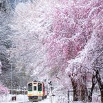 綺麗すぎる満開の桜と季節外れの雪と会津鉄道の写真がこちら‼